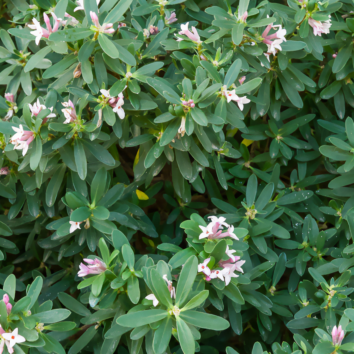 Transatlantischer Seidelbast Pink Fragrance® - Willemse