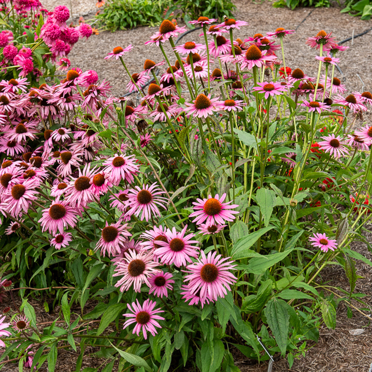 Purpur-Sonnenhut Augustkönigin - Willemse