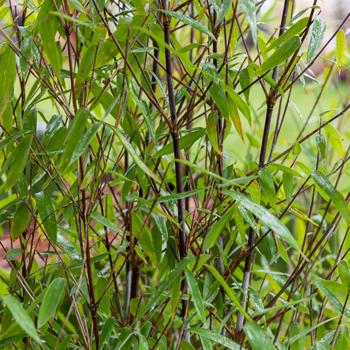 Fargesia demissa Gerry - Willemse