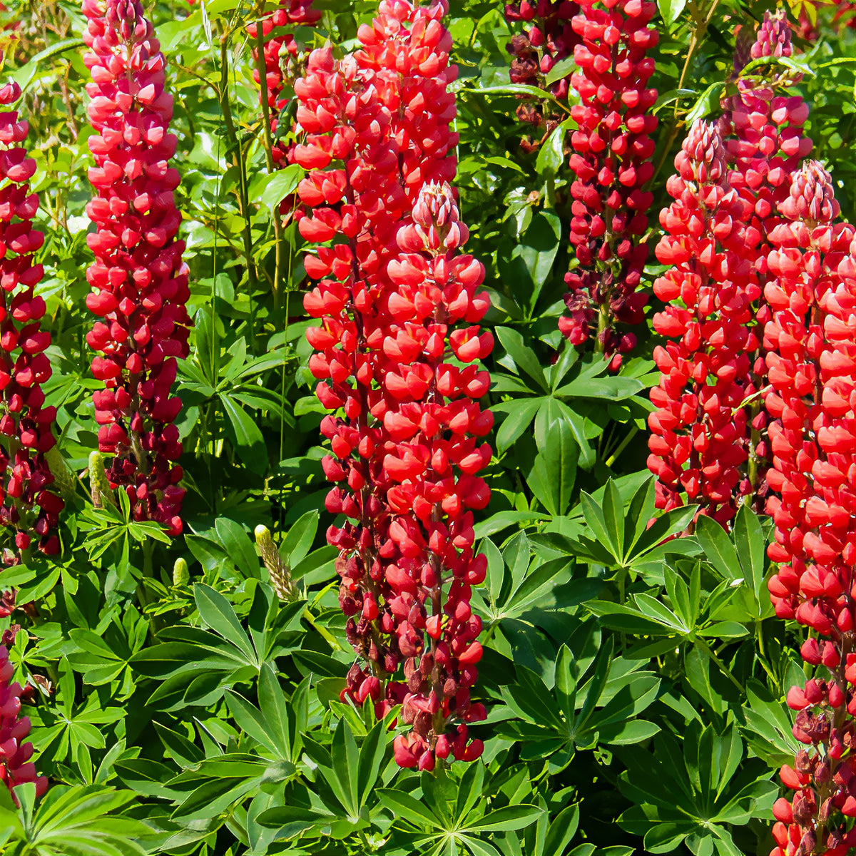 Lupine My Castle Rouge - Willemse