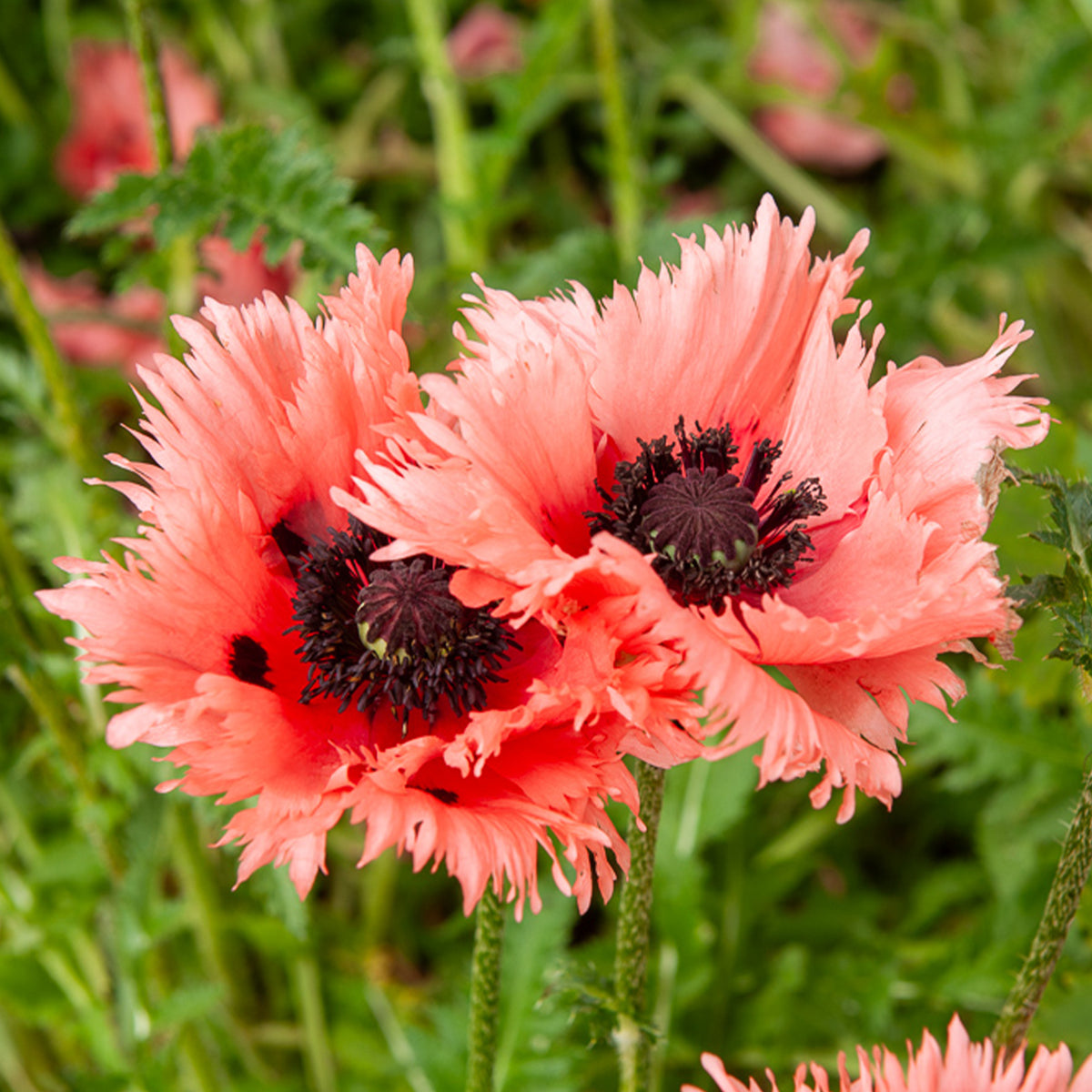 Orientalischer Mohn Forncett Summer - Willemse