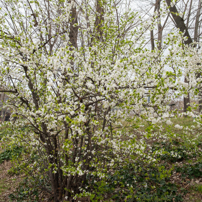 Schlehe - Prunus spinosa - Willemse