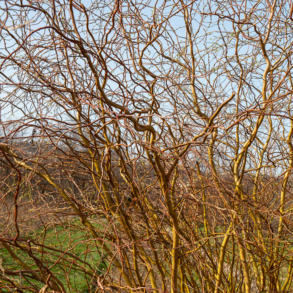 Korkenzieher-Weide - Salix erythroflexuosa - Willemse