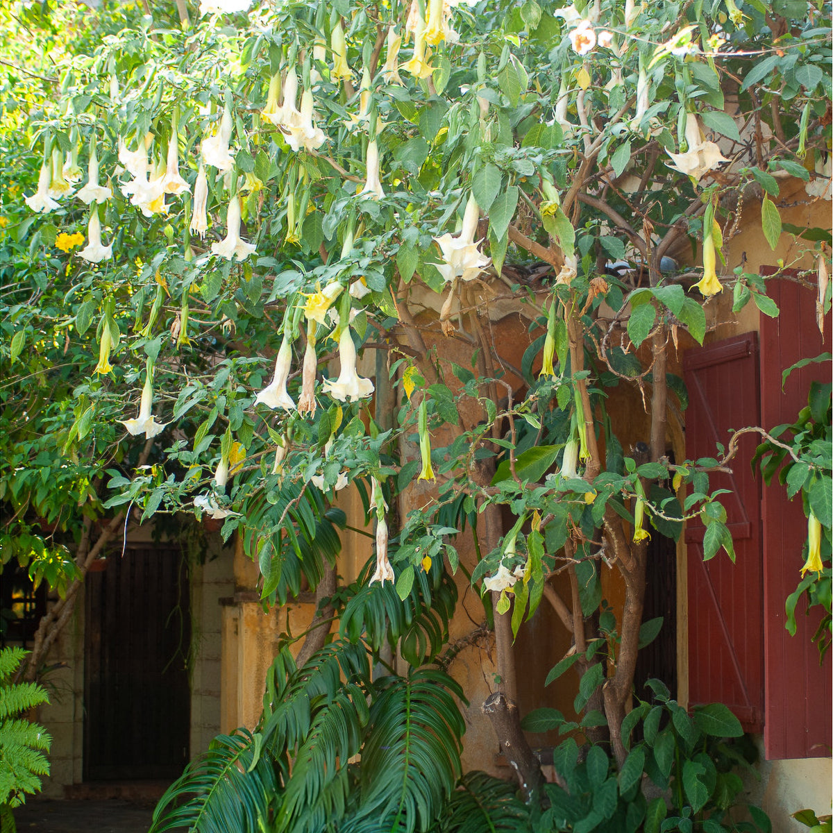 Brugmansia arborea - Brugmensia - Balkonblumen