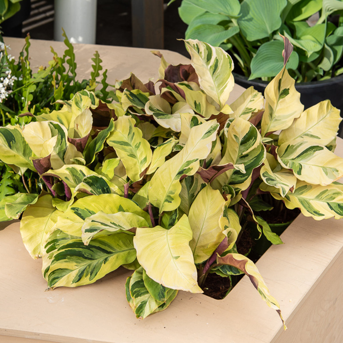 Calathea fusion Yellow/ Pfauenpflanze - Willemse