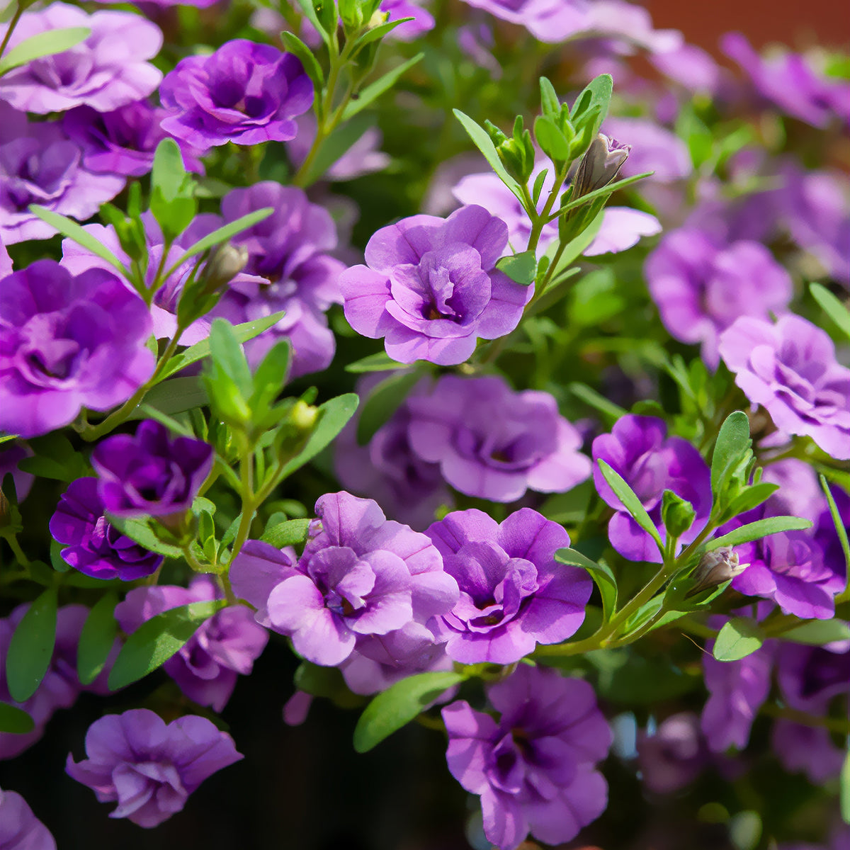 Violette doppelblütige Mini-Petunie (x3) - Calibrachoa hybride double Amethyst - Willemse