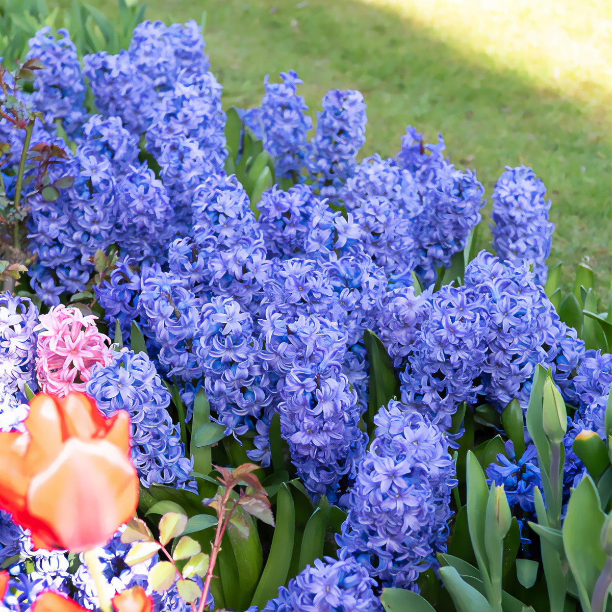 Hyazinthe 'Delft Blue' - Hyacinthus orientalis Delft Blue - Willemse