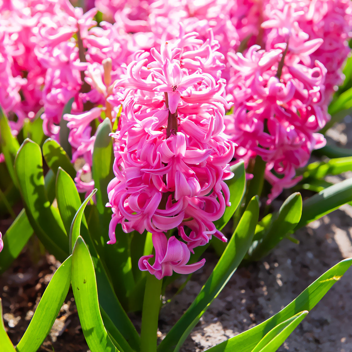Hyazinthe Pink Pearl - Hyacinthus orientalis Pink Pearl - Willemse