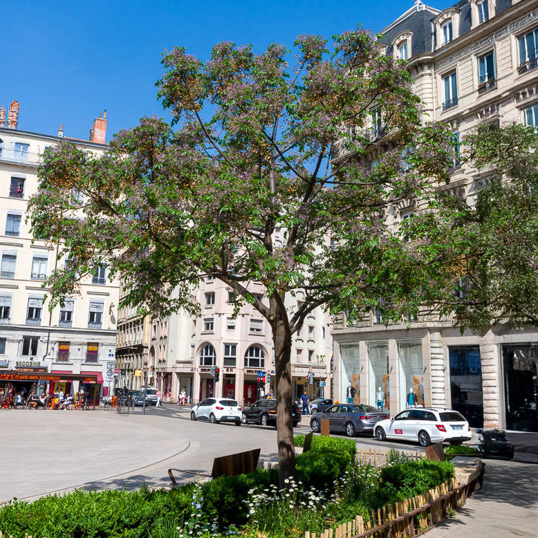 Paternosterbaum - Willemse