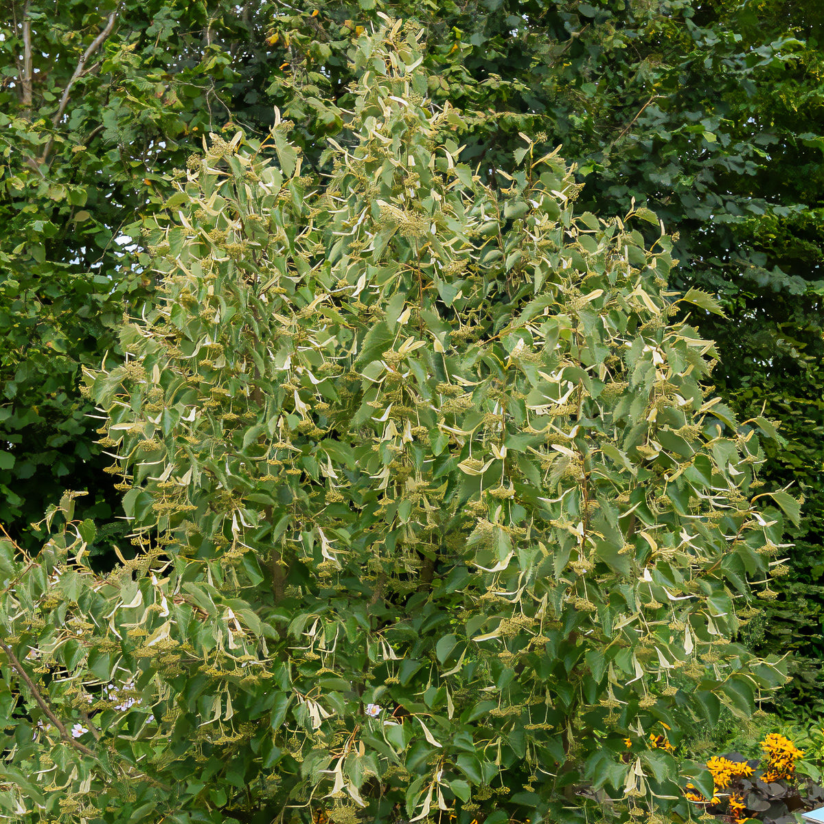 Henry-Linde - Willemse