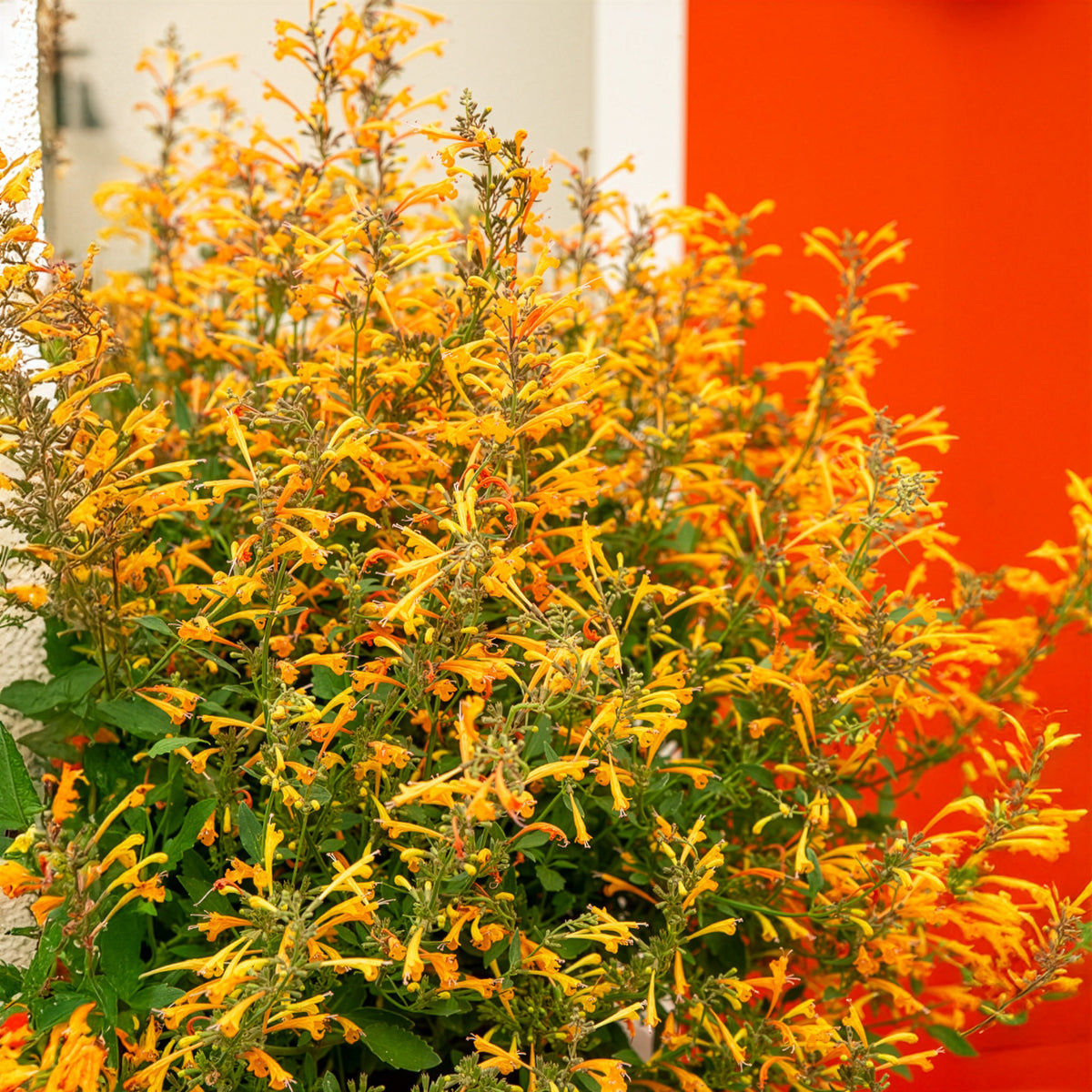 Duftnessel Kudos Mandarin - Agastache Kudos Mandarin - Willemse