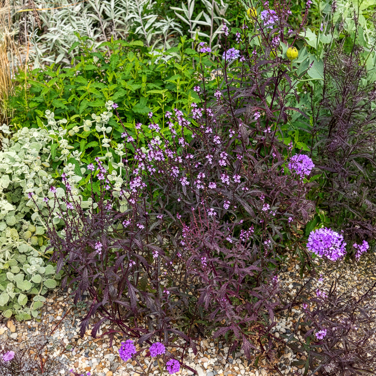 Eisenkraut - Purpurblättriges Eisenkraut Bampton - Verbena officinalis Bampton