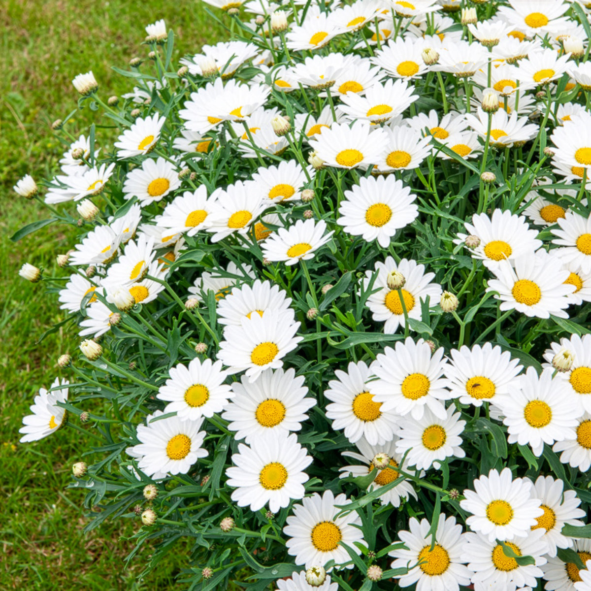 Strauchmargerite - Argyranthemum frutescens - Willemse