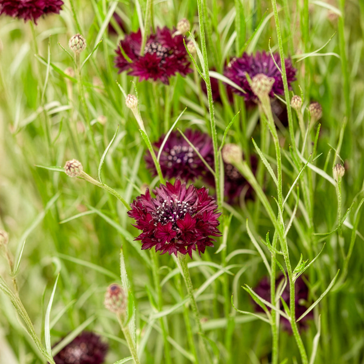 Kornblume Black Ball - Centaurea cyanus Black Ball - Willemse