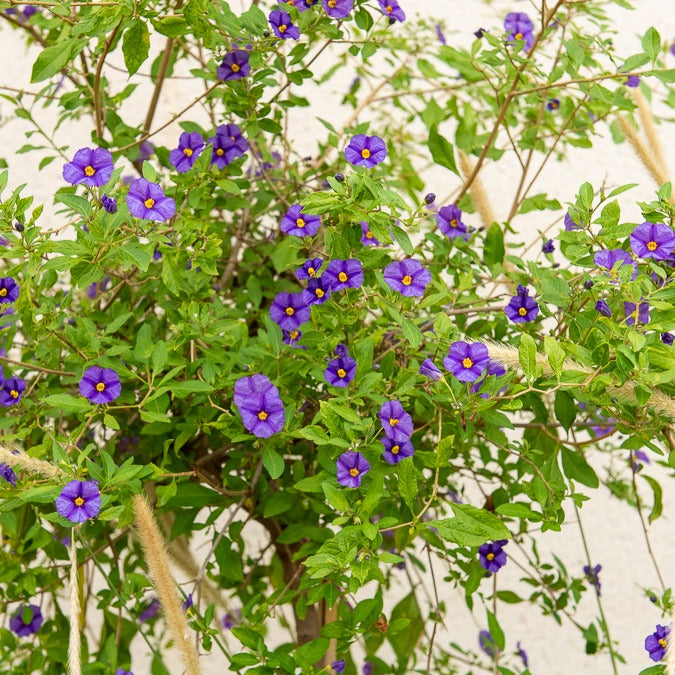 Enzianstrauch - Balkonsträucher - Willemse