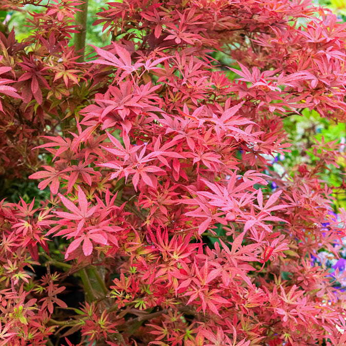 Japanischer Ahorn 'Shaina' - Acer palmatum Shaina - Willemse