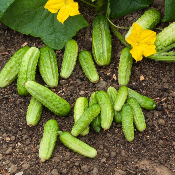Cucumis sativus vert petit de paris - Gurke Vert Petit de Paris - Samen für Gewürzgurken