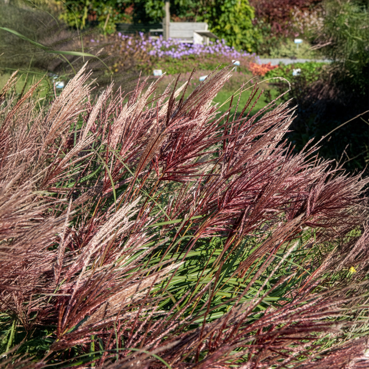 Miscanthus - Chinaschilf Red Chief - Miscanthus sinensis Red Chief