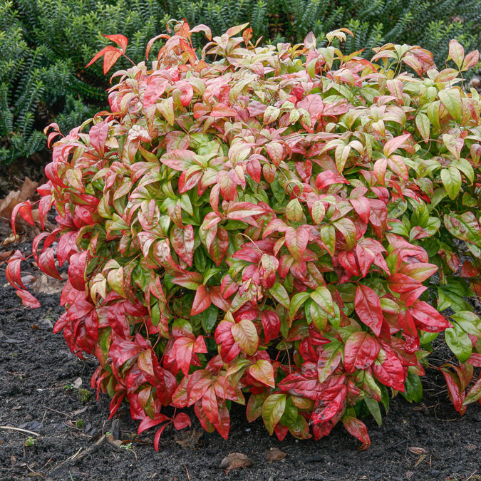 Himmelsbambus 'Firepower' - Willemse