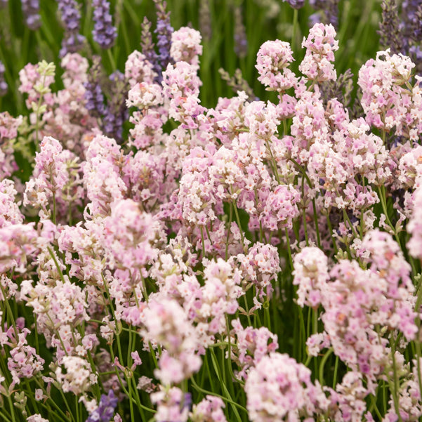Lavendel 'Rosea' - Willemse