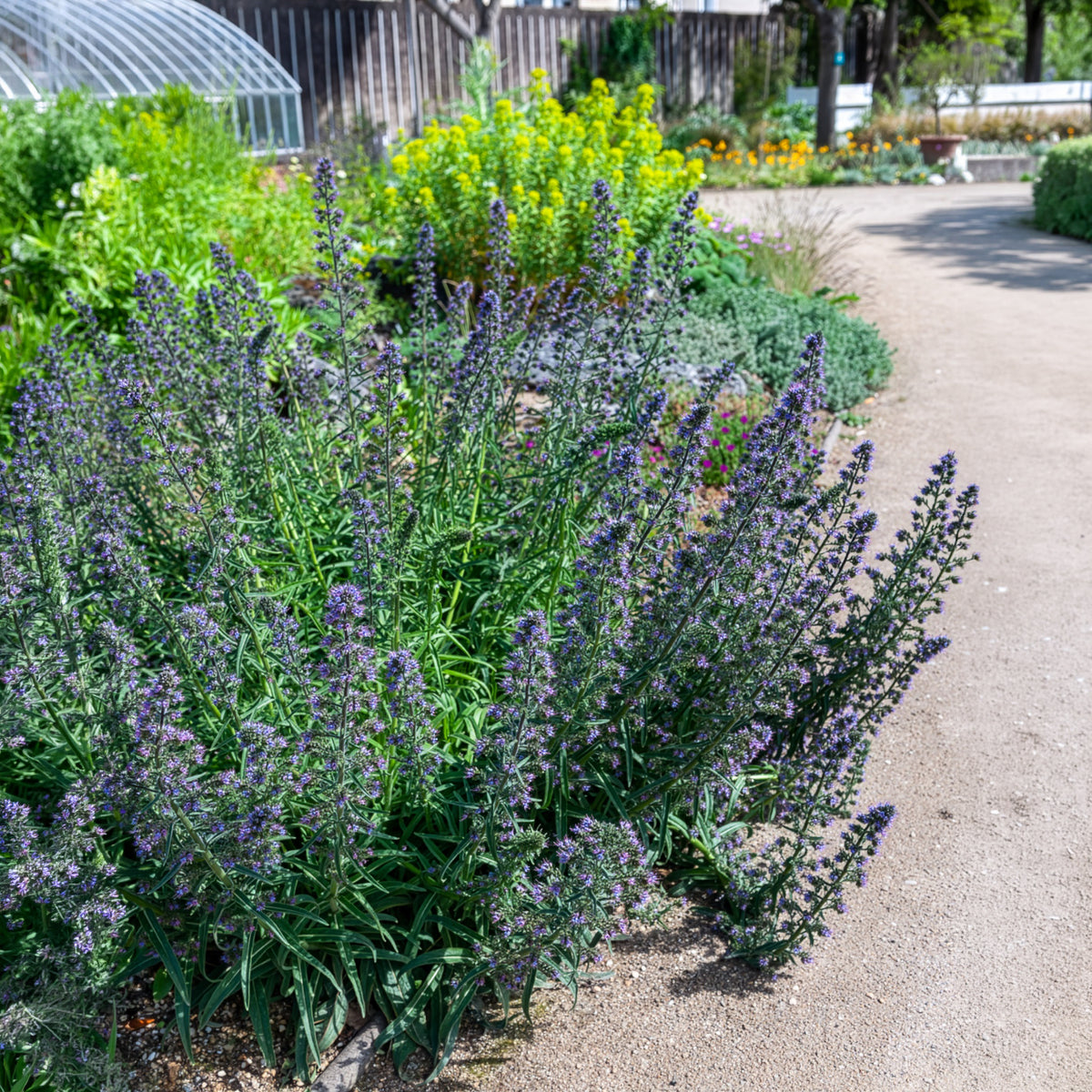 Gewöhnlicher Natternkopf - Echium vulgare - Willemse