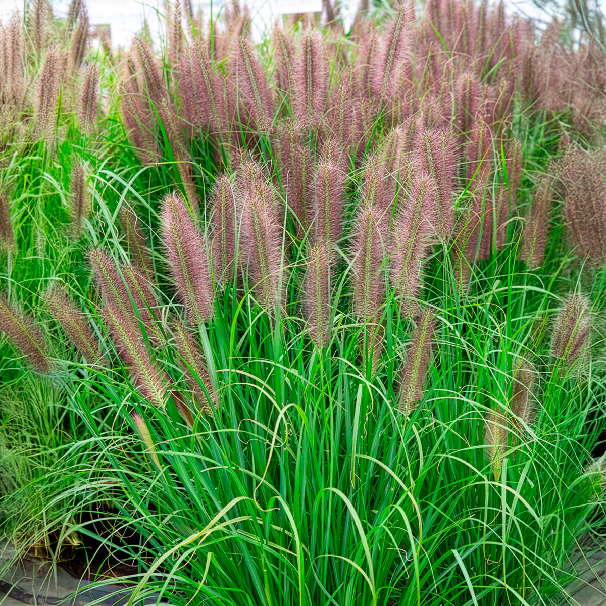 Lampenputzergras 'Red Head' - Willemse