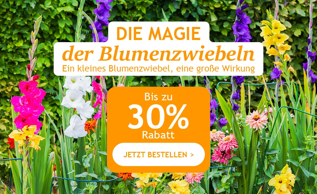 Die Magie der Blumenzwiebeln bis zu 30% Rabatt