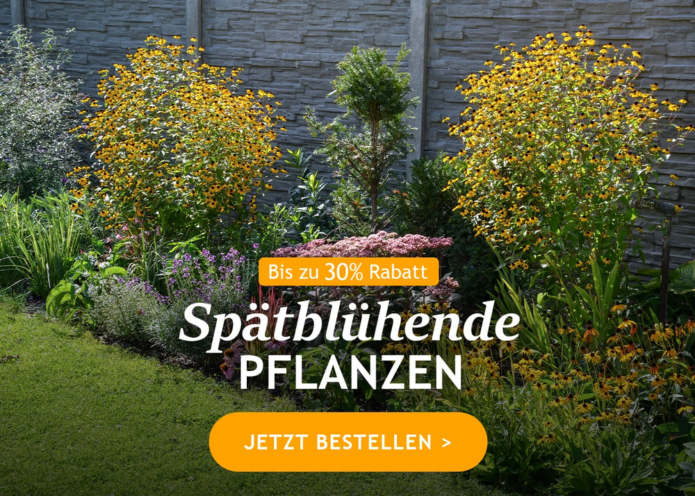 Spätblühende Pflanzen bis zu -30%!