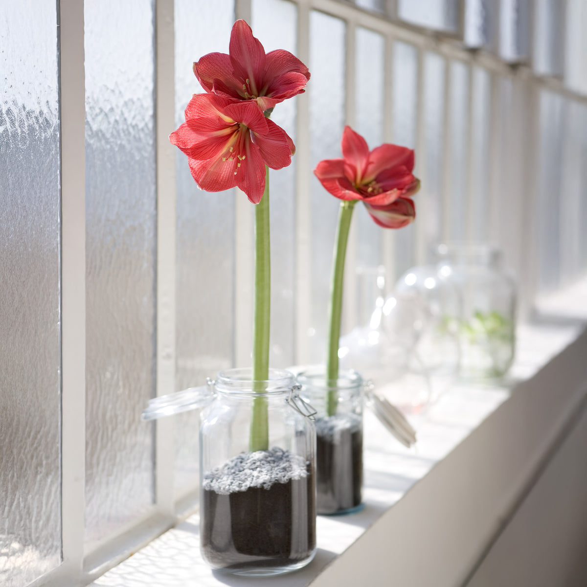 Wachs Amaryllis Gloss Gold - Amaryllis Gloss Gold - Willemse