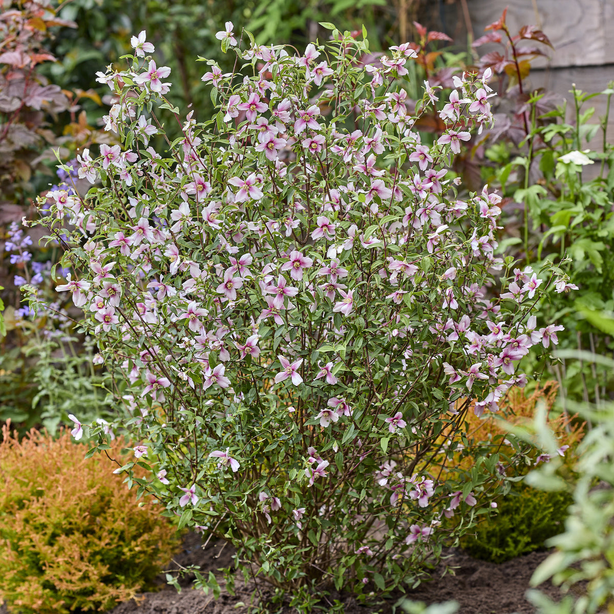 Gartenjasmin Petite Perfume® Pink