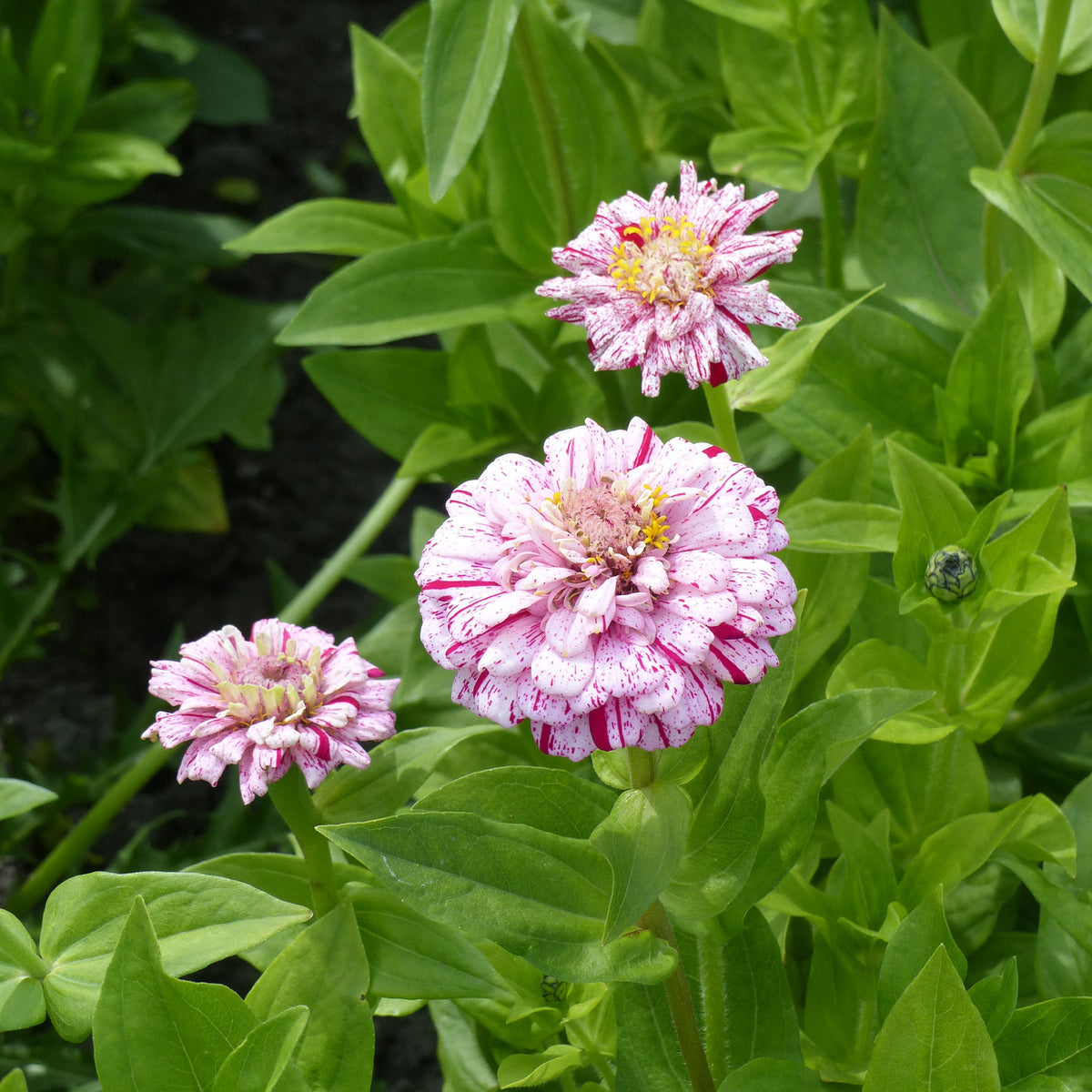 Zinnie Peppermint Stick Mischung - Zinnia peppermint - Willemse