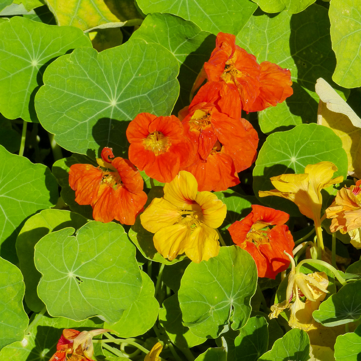 Kapuzinerkresse Mischung - Tropaelum nanus - Willemse