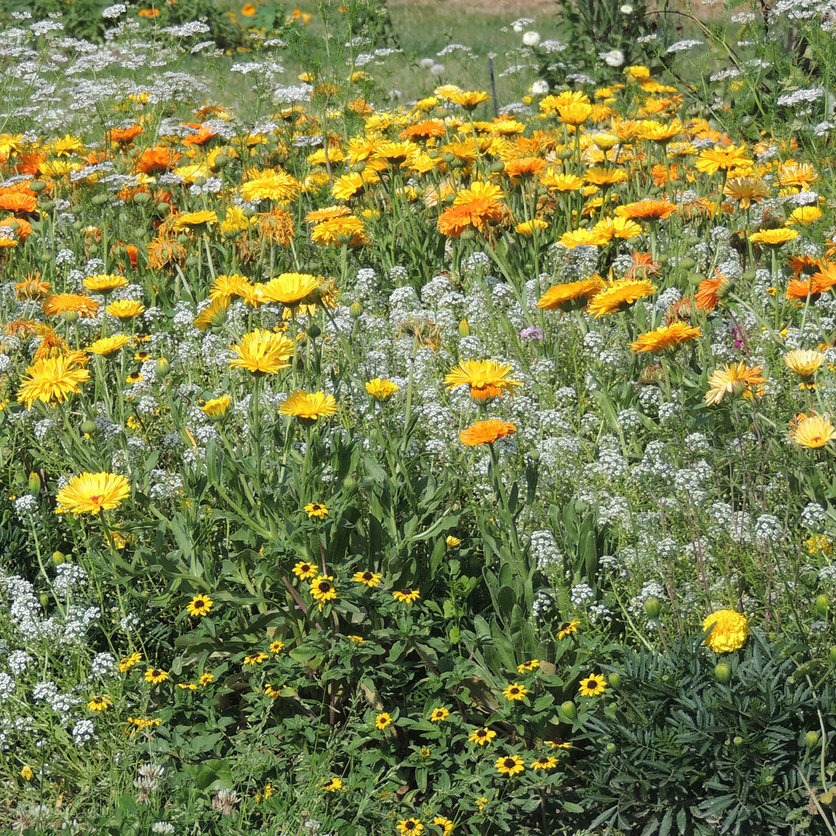 Blumenmischung gegen Blattläuse - Willemse