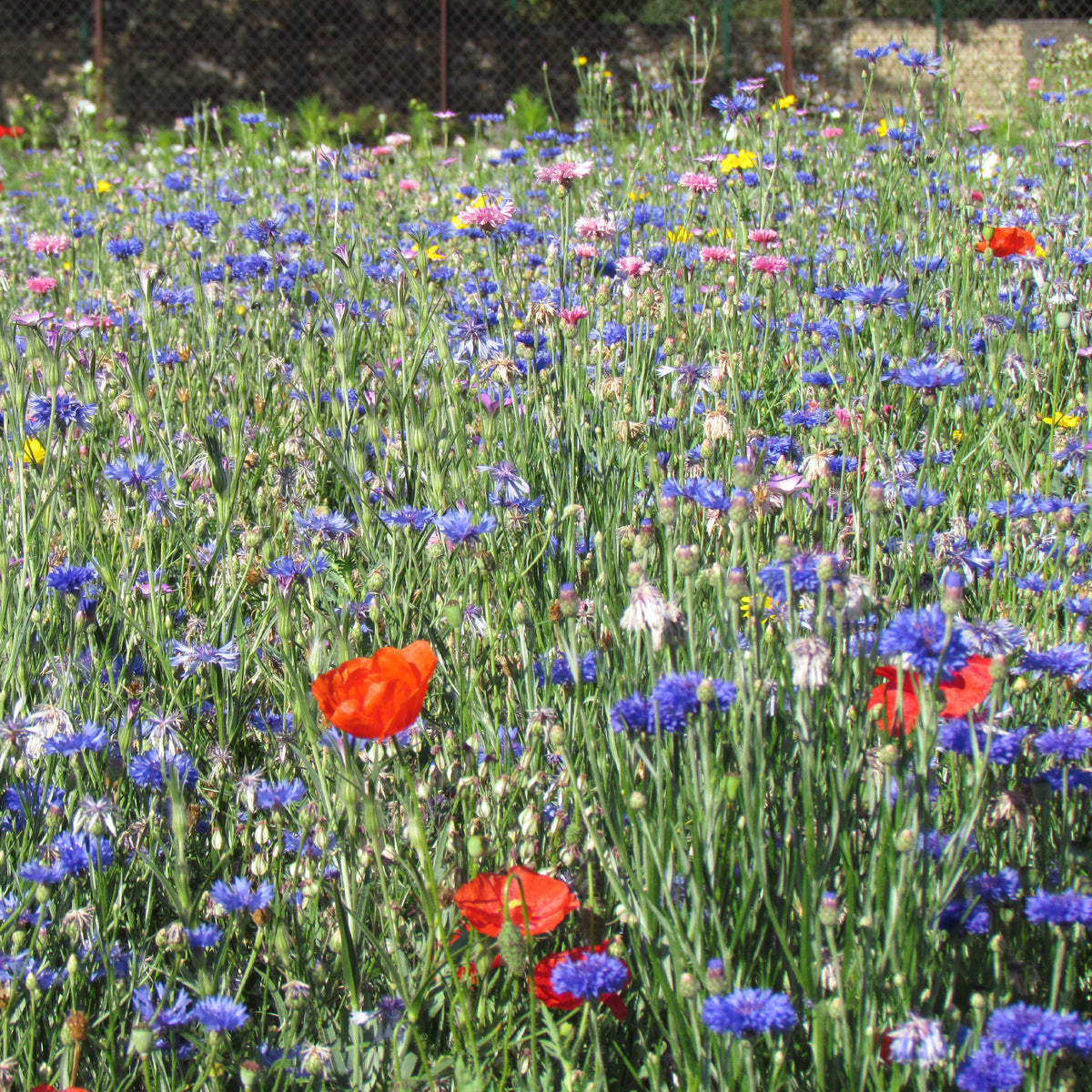 Mélange fleurs des champs - Feldblumenmischung - Samen-Mischungen für Blumen