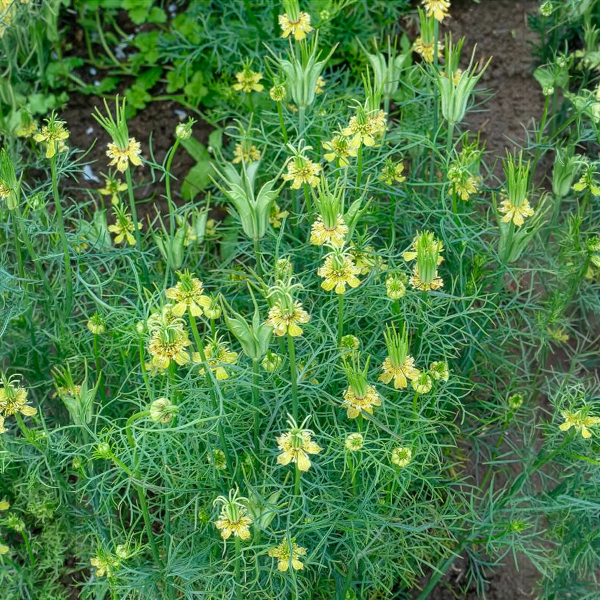 Orientalischer Schwarzkümmel Transformer - Willemse