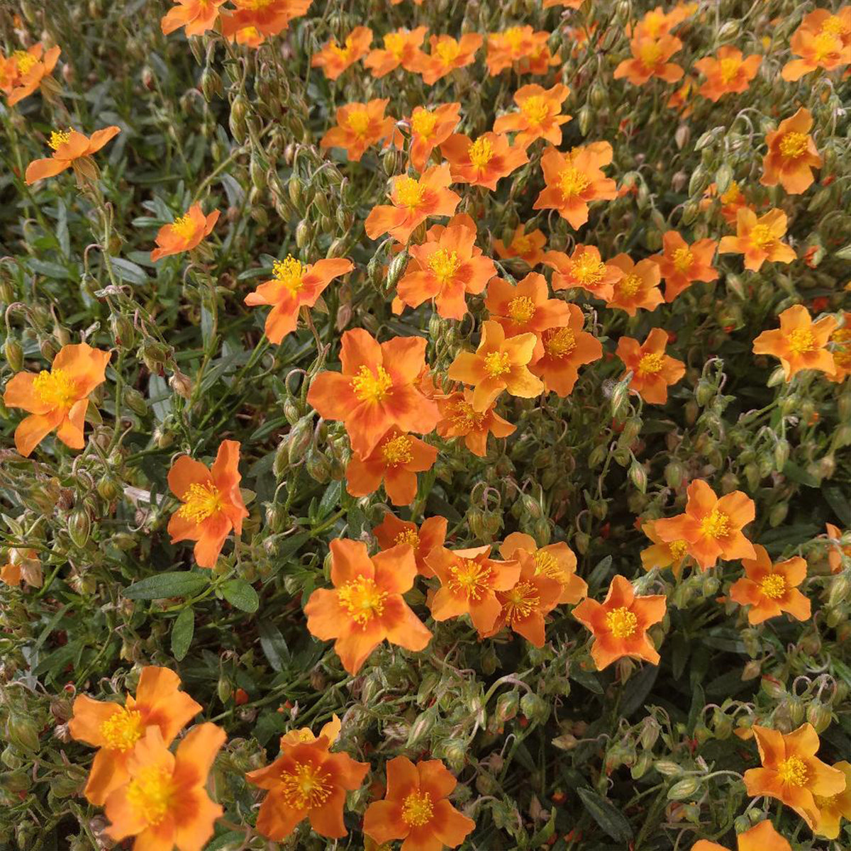 Sonnenröschen 'Bronzeteppich' - Willemse