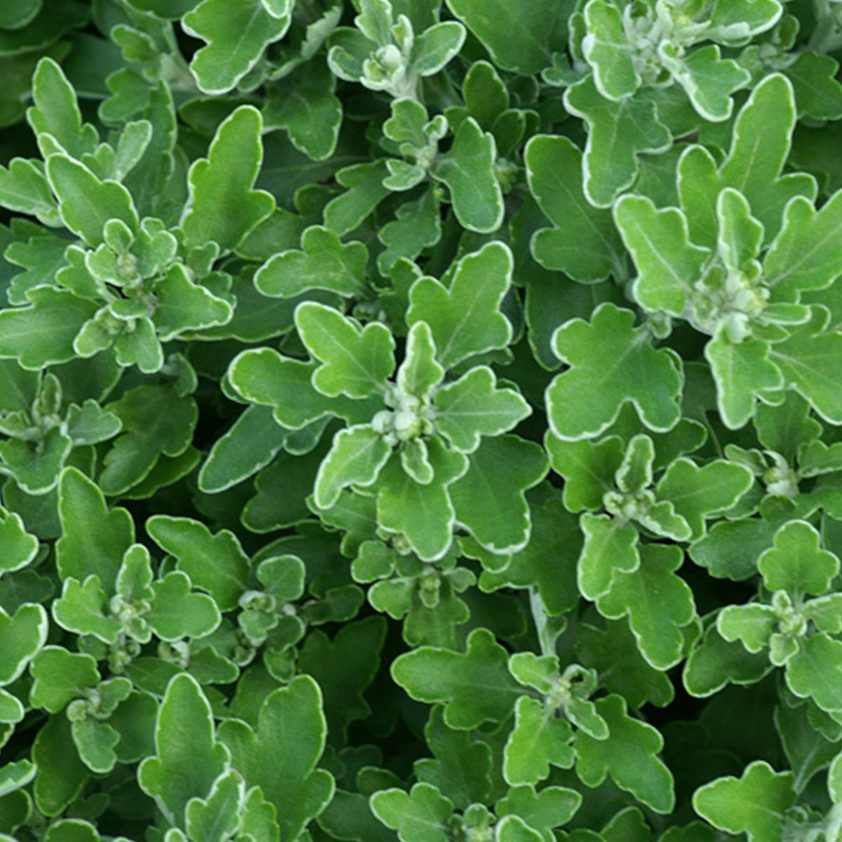 Pazifische Chrysantheme Bengo Weiss - Ajania bellania Bengo Weiss - Willemse