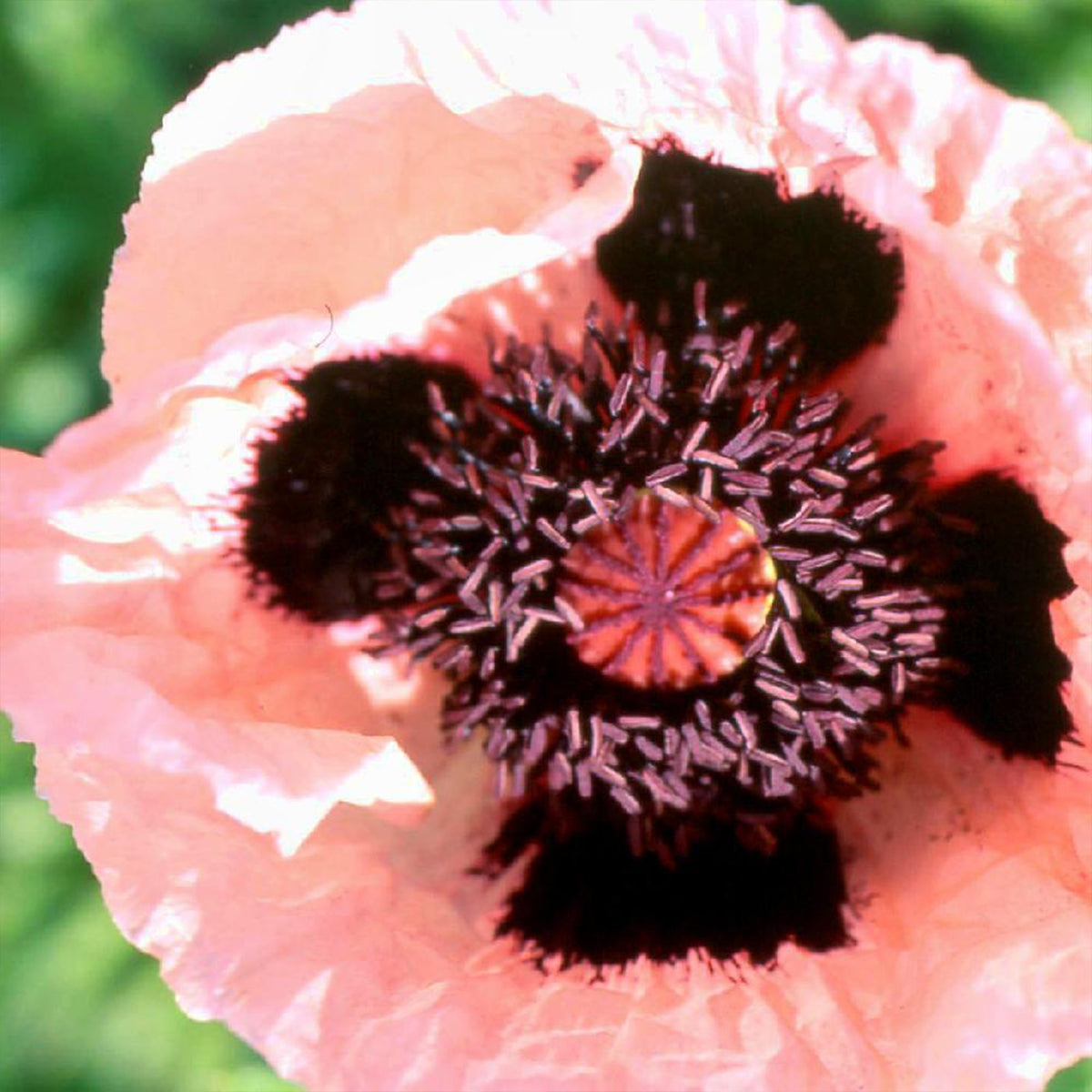 Orientalischer Mohn Princess Victoria Louise - Willemse