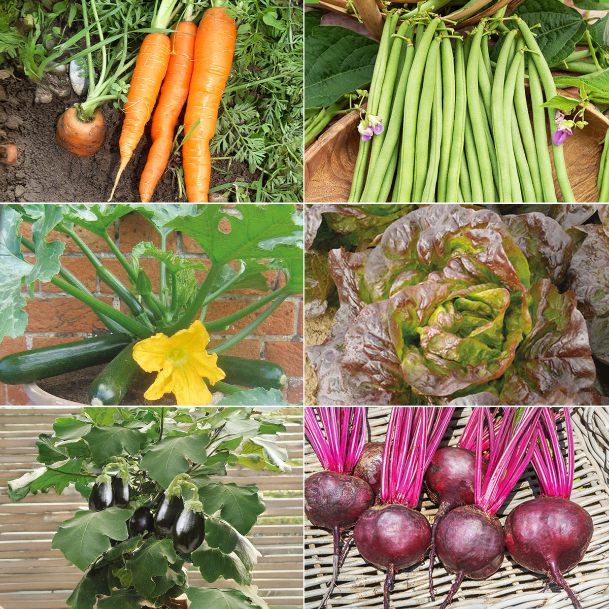 Saatgut-Kollektion für Hochbeet