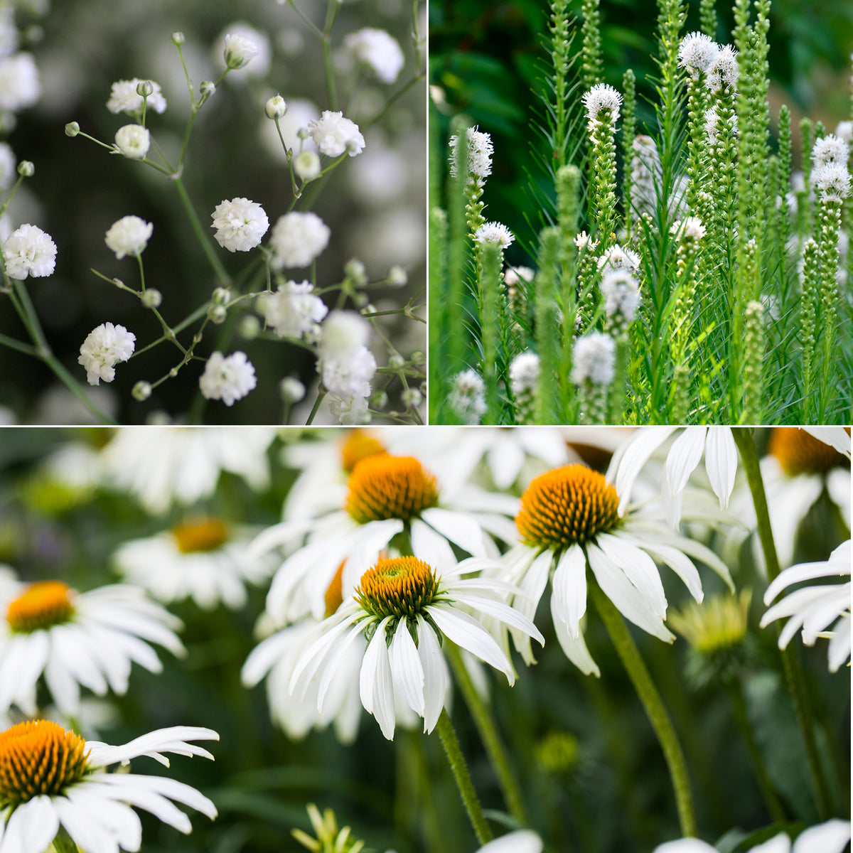 Weißblühende Stauden - Willemse
