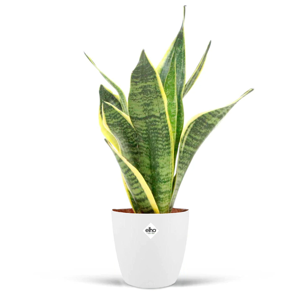 Bogenhanf in weißem Blumentopf - Sansevieria futura superba - Willemse