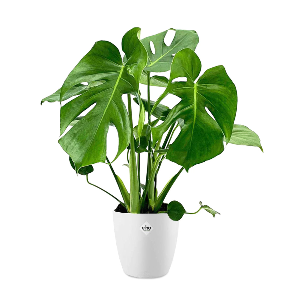 Philodendron Monstera in weißem Blumentopf ELHO - Willemse