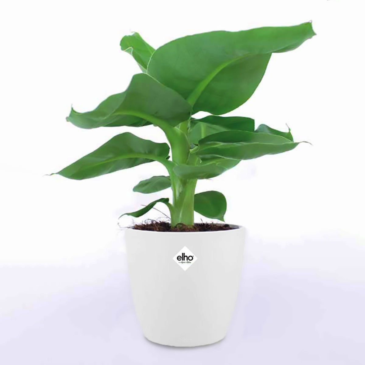 Musa oriental Dwarf - Bananenpflanze in weißem Blumentopf - Zimmerpflanzen mit Übertopf