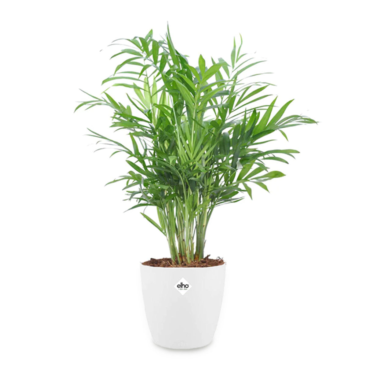 Zwergpalme in weißem Blumentopf - Chamaedorea elegans - Willemse