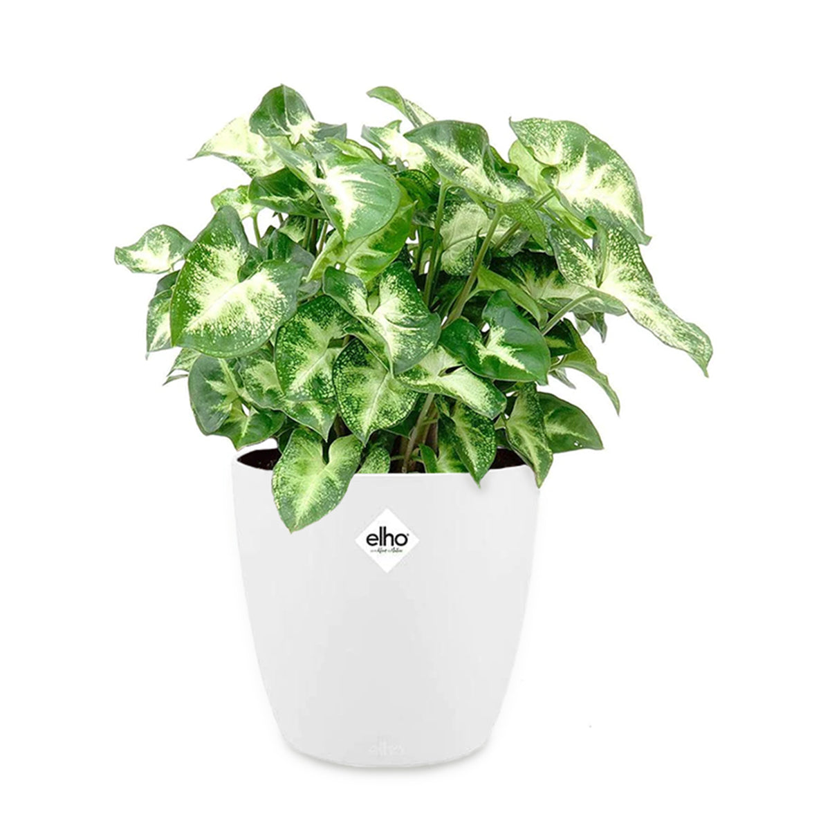 Purpurtute in weißem Blumentopf