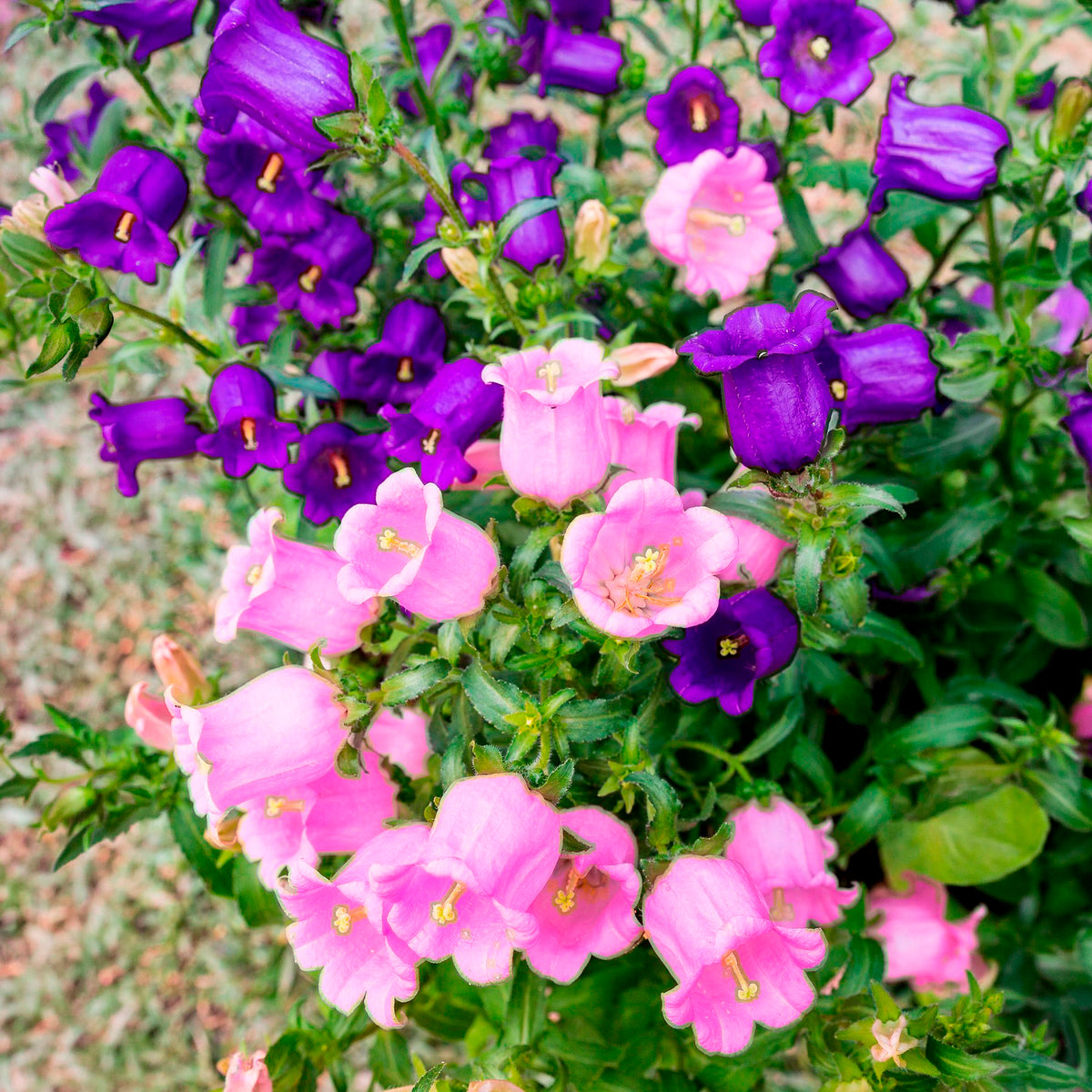 Glockenblumen Mischung Carillon (x2) - Campanula medium carillon - Willemse