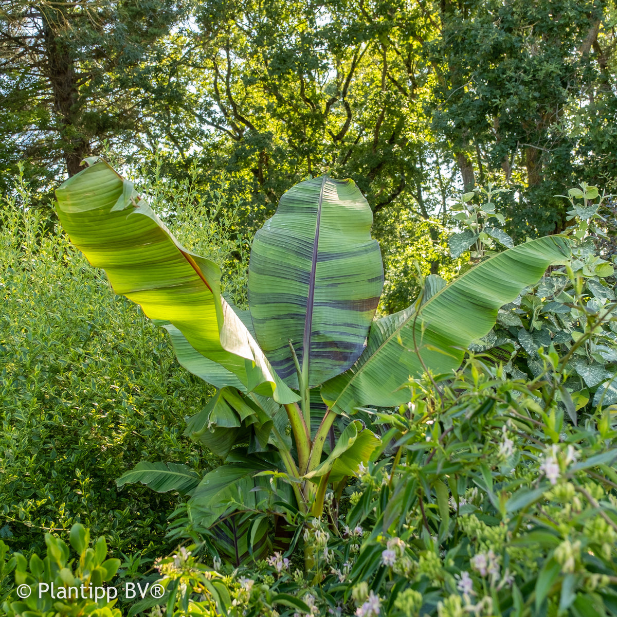 Musa sikkimmensis Ever Red - Japanische Bananenpflanze Ever Red - Bananenbaum