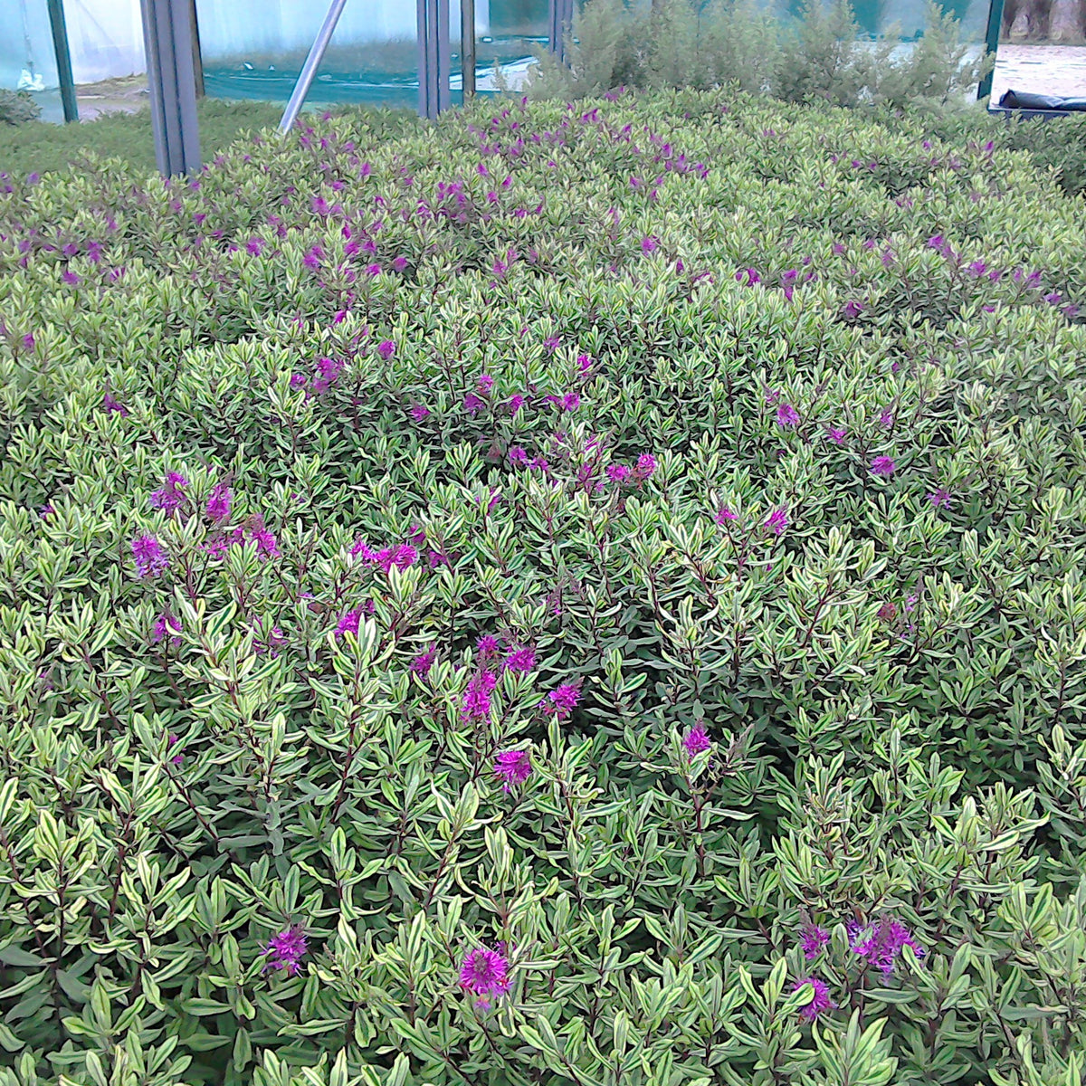 Strauch-Ehrenpreis - Hebe Celebration - Willemse