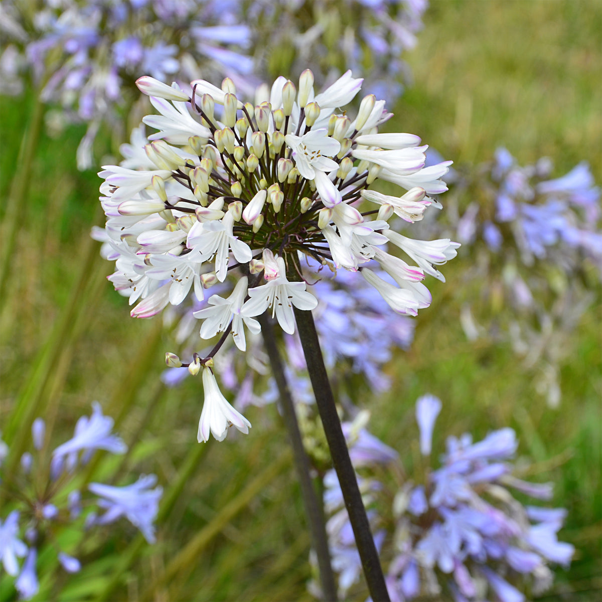 Agapanthus Graphite® White TurK8 - Schmucklilie - Willemse