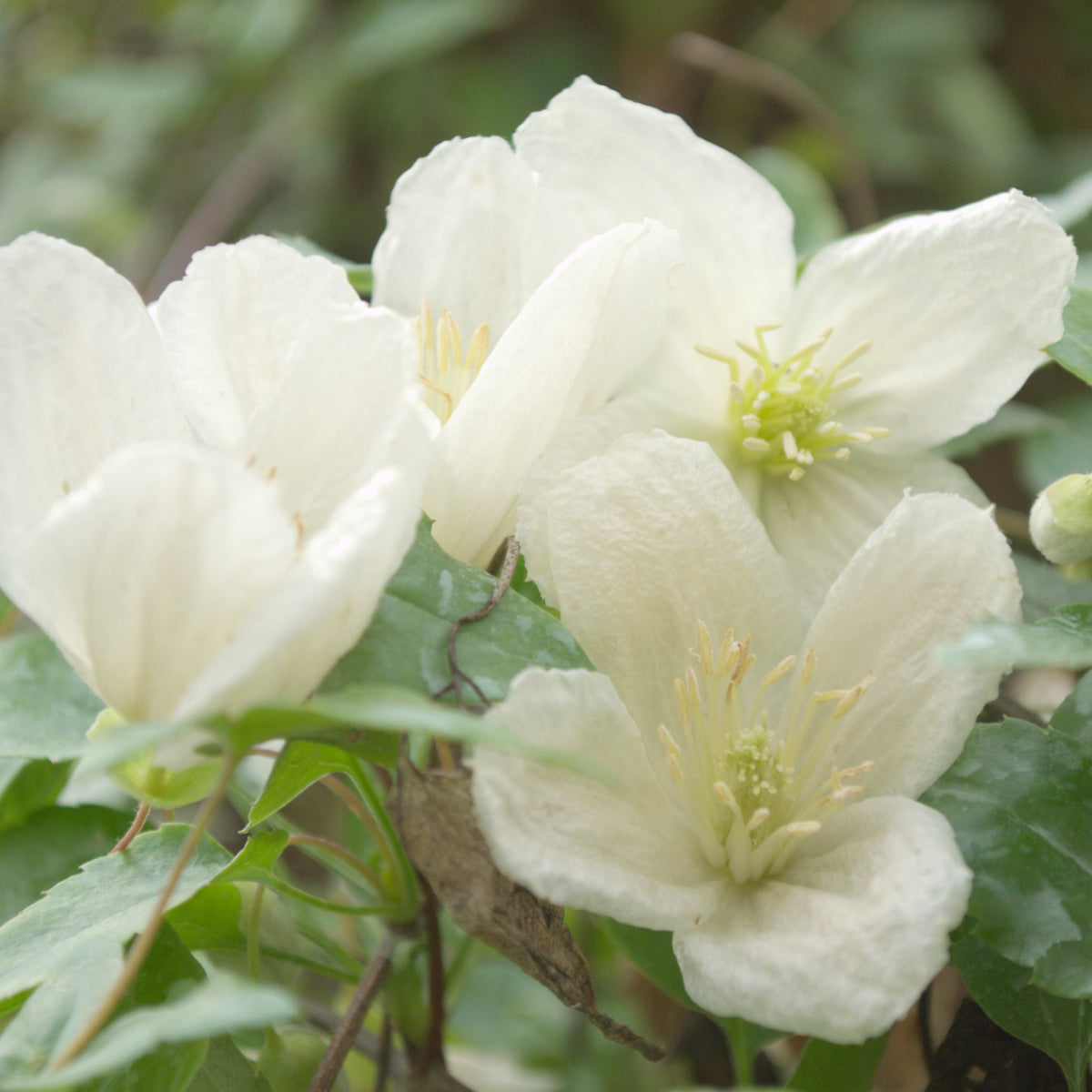 Waldrebe 'Jingle Bell's - Clematis cirrhosa Jingle bells - Willemse